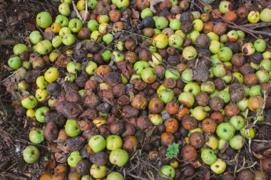 Çürüyen elma ve armut