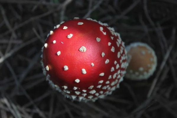 Mouche agarique rouge-blanc - vue de dessus — Photo