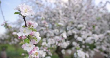 beyaz pembe ağaç rengi. İlkbahar. Güzel çiçek açan ağaç..