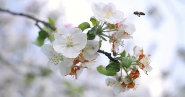 Abelha voando, abelha na flor, abelha voadora. flor de cereja e fundo de abelha — Vídeo de Stock