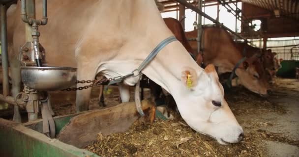 Krowy na farmie jedzą siano. Krowy jedzące siano lucernowe ze żłobka na farmie. Wiersz krów żywiących się na farmie. Krowy na farmie. Mleczne krowy na farmie. Brązowe i białe krowy w oborze mlecznej. — Wideo stockowe