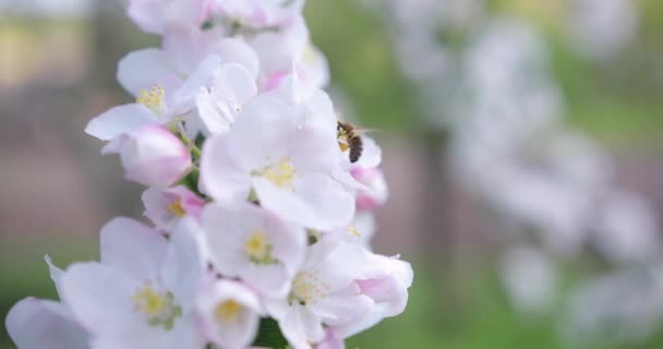 白いピンク色の花木の枝に蜜や花粉を集める蜂の姿を間近で見ることができます。庭の春の日に白ピンクの花を咲かせます。庭での養蜂. — ストック動画