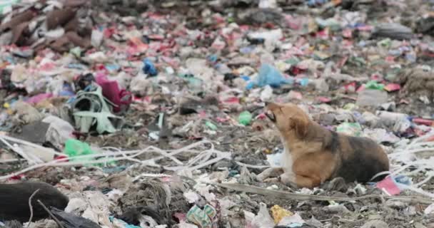 Obdachlose Hunde suchen sie im Mülleimer. Hunde fressen Müll. ökologische Katastrophe der Welt. Verschmutzung der Erde — Stockvideo