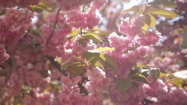 Baharda Sakura çiçekleri, yakınlaştırın. Bahçede pembe kiraz çiçeği. Dal üzerinde gül sakura çiçekleri, yakın çekim videosu.