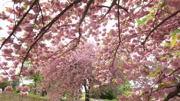 春に桜の花を咲かせます。ピンクの桜、桜、風に揺れる桜を背景に. — ストック動画