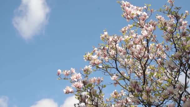 Piękna magnolia wiosną nad błękitnym niebem. Wiosenny kwiat. Różowe białe kwiaty na gałęzi na tle nieba. — Wideo stockowe