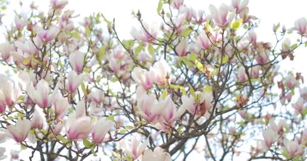 Ένα ανθισμένο λευκό δέντρο μανόλια. Άνοιξη λουλούδια μανόλια στον άνεμο με ακτίνες του ήλιου. Κλείστε τα λουλούδια μανόλια — Αρχείο Βίντεο