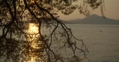 Gün batımında okyanus ve dağlar boyunca yüzen teknenin bulanık arka planındaki ağaç dallarının yakın görüntüsü.