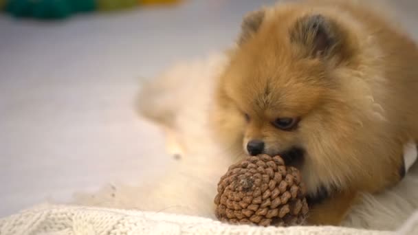 Küçük sevimli Pomeranian tükürüğünün portresi, kabarık bir halıda çam kozalağıyla ısırıyor ve oynuyor.. — Stok video