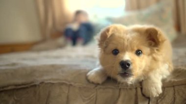 Sevimli oyuncu köpek kameraya bakarken havlıyor ve zıplıyor. İçerideki portre.