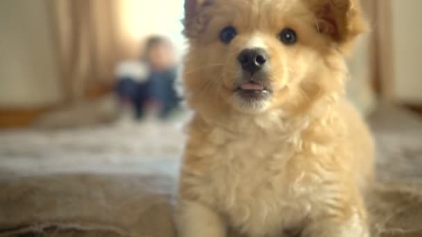 Portré a szép játékos aranyos bolyhos kutya nézi a kamera. — Stock videók