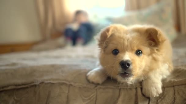 Den vackra lekfulla hunden skäller och hoppar medan den tittar på kameran. Inomhusporträtt. — Stockvideo