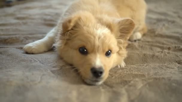 Carino bel cane soffice è molto giocoso. Sta abbaiando, annusando e leccando la telecamera. — Video Stock