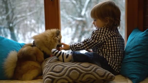 可爱的金发小男孩正在摸他那蓬松的波美拉尼亚小飞艇的鼻子。冬天的时候，可爱的狗坐在窗台上，一边舔着拖拖拉拉的狗. — 图库视频影像