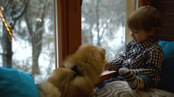 El pequeño y encantador niño rubio está felizmente alimentando su lindo spitz pomeraniano esponjoso mientras está sentado en el alféizar de la ventana al fondo de la calle nevada. — Vídeo de stock