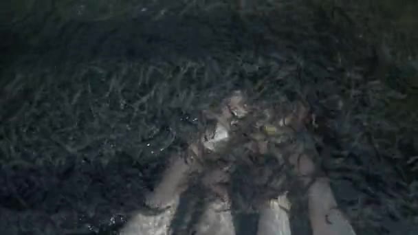 Twee paar blote voeten aanraken in het water vol Garra Rufa. Spa behandeling. Bovenaanzicht. — Stockvideo