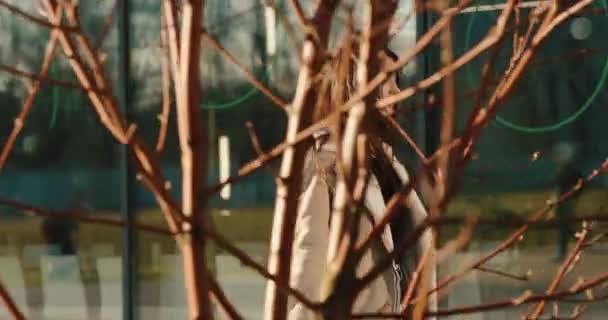 Blick von hinten auf den Herbstbaum auf eine selbstbewusste und glückliche Studentin, die den Weg vor einem modernen Glasbau entlanggeht — Stockvideo