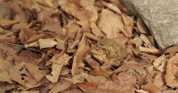 Dos ranas amarillas se sientan juntas sobre una hoja amarilla seca. Vista muy cercana de dos ranas — Vídeos de Stock