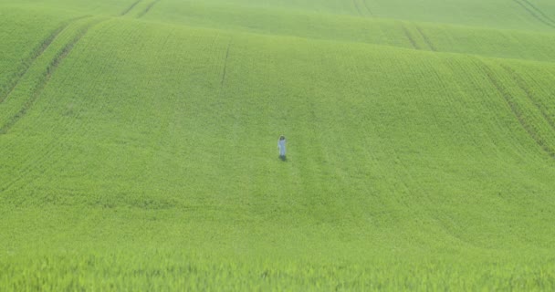 Młoda kobieta spacerująca samotnie na polu pszenicy. — Wideo stockowe