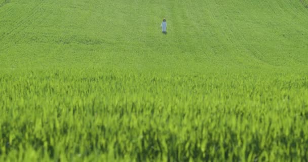Genç kadın buğday tarlasında tek başına yürüyor.. — Stok video