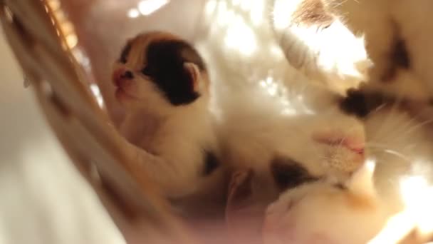 Kitty a kosárban fekszik és játszik a kiscicáival.. — Stock videók