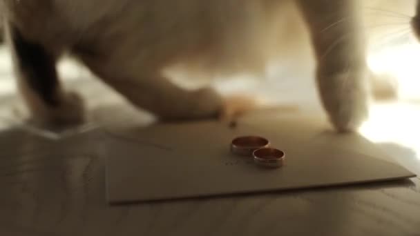 Kitty sätter sin fot på bröllopsringarna. — Stockvideo
