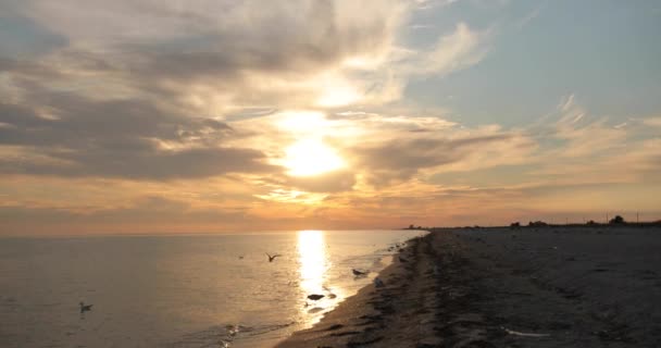 Belo pôr-do-sol no mar. Céu laranja perto do sol. Gaivotas caminham na praia — Vídeo de Stock