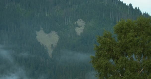 El corazón de la tierra en las montañas cubiertas de bosques durante la espesa niebla. — Vídeo de stock