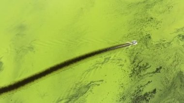 Güney Afrika 'daki Amazon Nehri' ndeki ekolojik felaket. Yeşil su boyunca yüzen yatın insansız hava aracı görüntüsü.