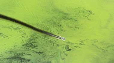 Güney Afrika 'daki güzel Amazon Nehri' ndeki felaket. Yeşil nehir boyunca yüzen yatta helikopterden daire çiziyor..