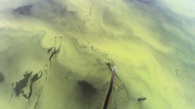 Güney Afrika 'daki çevre felaketinin sonucu. Tekne Amazon nehrinin yeşil kirli suları boyunca yüzüyor. Drone görünümü.