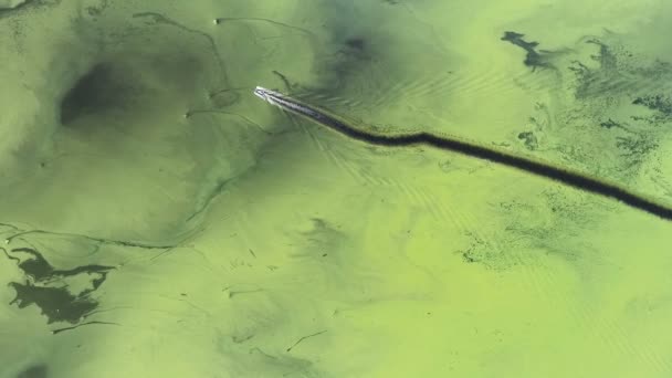El agua del río Amazonas está cubierta de musgo. La vista anterior desde el helicóptero en el yate nadando a lo largo del agua verde. — Vídeo de stock