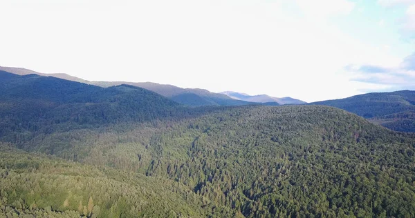 Montagnes des Carpates, Ukraine, Panorama de charmantes forêts verdoyantes couvrant les montagnes pendant la journée ensoleillée. — Photo