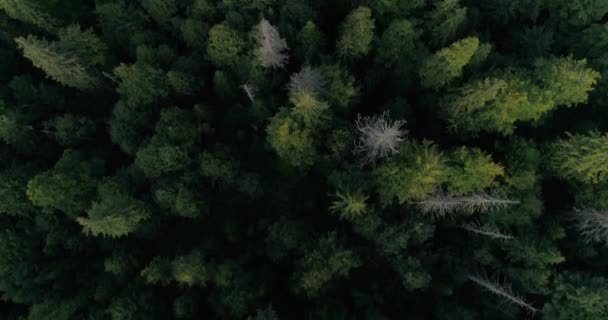 Hubschrauberrundflug über schönen grünen dichten Wald. 4k Filmmaterial. Naturbetrachtung. Kein Volk. Blick auf Baumwipfel. — Stockvideo