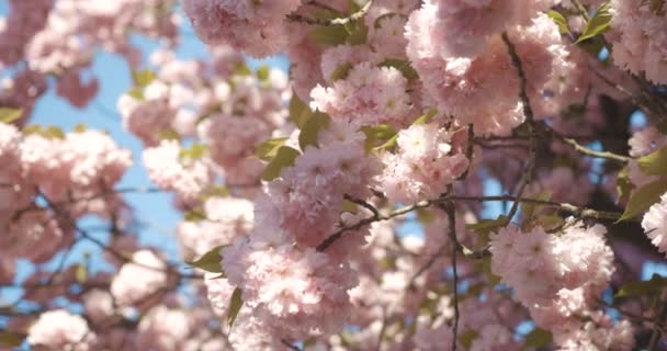 Floresce flores sakura na árvore. Movendo-se de ramos de vento no fundo azul. Imagens de 4K. Ninguém.. — Vídeo de Stock
