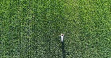 İnsan ve doğa. Hava manzaraya yaz güneş ışıkları yeşil alan beklerle yürüyüş uzun esmer saçlı beyaz elbiseli kadın. 4k. Hızlı ve yavaş hareket