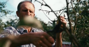 Eski bahçıvanın eski dalları düzyazıcı kullanarak keserken yakın plan görüntüsü. Kırmızı kamera görüntüsü. 4k görüntü.