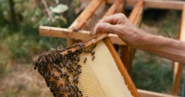 Le rayon de miel sur le cadre en bois avec des abeilles est entre les mains d'apiculteurs inconnus. Caméra rouge prise. Images 4k. — Video