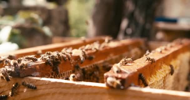 Pszczoły przenoszą nektar do miodu na plastrach miodu w ulu. Żadnych ludzi. Nagranie 4k. Zdjęcia z kamery czerwonej. — Wideo stockowe