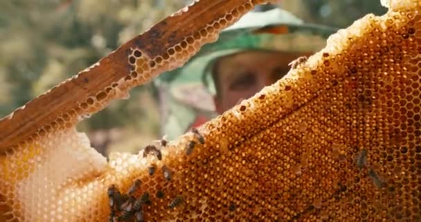 Κοντινό πορτραίτο του παλαιού μελισσοκόμου σε πέπλο καπέλου που κρατάει και επιθεωρεί τις κηρήθρες στο ξύλινο πλαίσιο με μέλισσες. Κόκκινη λήψη κάμερας. — Αρχείο Βίντεο