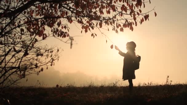 Vidéo d'automne de la jeune jolie fille arrache une feuille de l'arbre au lever du soleil dans le temps brumeux. Le petit enfant reste près de l'arbre dans le champ à l'automne tandis que des rayons de soleil brille sur elle. Vidéo 4K. — Video