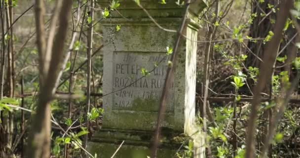 Viejo cementerio alemán. lápida en el antiguo cementerio en el bosque. 1790-1940 Ucrania. Colonia alemana en Ucrania — Vídeos de Stock