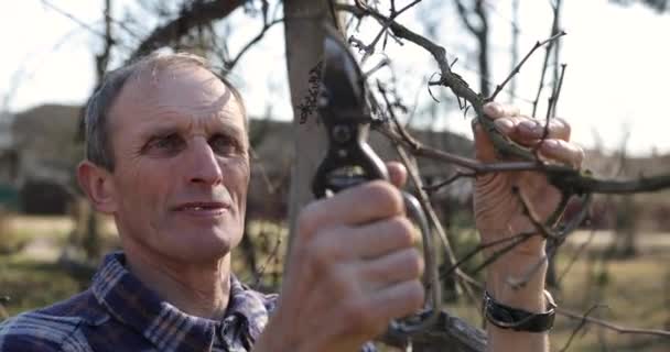 Druiven, de man gesnoeid met droge wijnstokken. De tuinman snoeit de wijnstokken. — Stockvideo