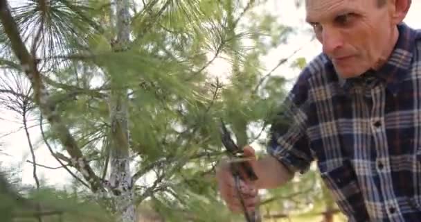 Ağacı makasıyla budamak. Bahçıvan, bahar bahçesindeki dalları budama makası ya da mezhepçilerle kesiyor.. — Stok video