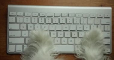 Köpek pençesi klavyede. Köpek bilgisayar ekranında çalışıyor. Modern teknolojili yaratıcı reklamcılık, evcil hayvan işyeri. İş stili, kullanıcı dostu uygulama, ofis işi konsepti