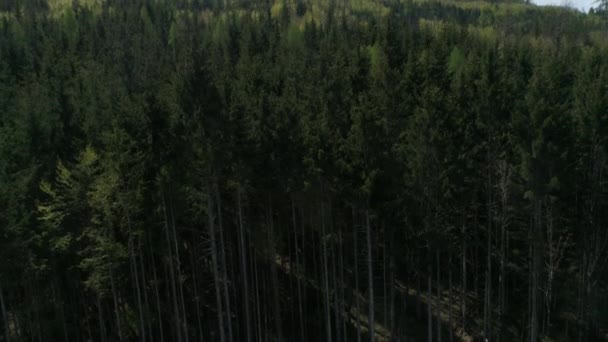 Drone video de bosque de pinos y picos fácilmente nevados de los Alpes austriacos. Vista panorámica desde la Alta Cordillera. Día soleado con cielo azul. Europa. Primavera. Vídeo 4K. — Vídeo de stock