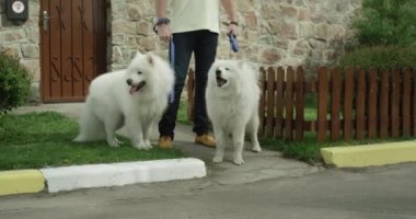 Son derece güzel beyaz Samoyed cinsi köpekler..