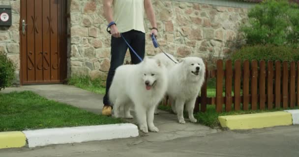 İki büyük yetişkin Samoyed avlu girişinin dışında tasma üzerinde duruyorlar.. — Stok video