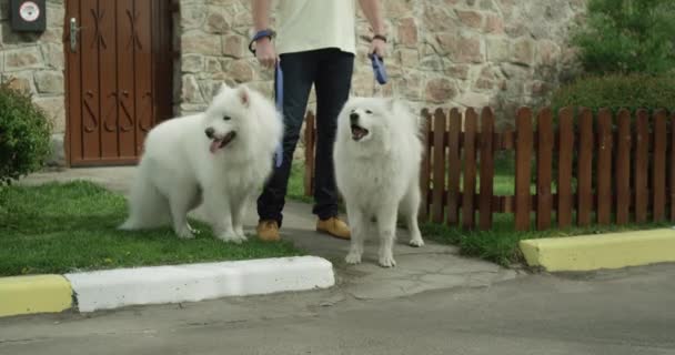 Extremely beautiful white Samoyed breed dogs. — Stock Video