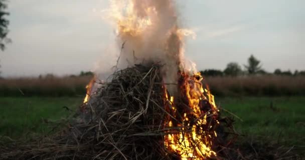 Eld i naturen. dystert väder — Stockvideo